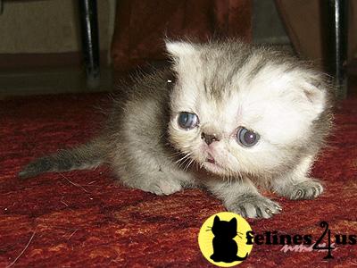 mateycat Picture 1